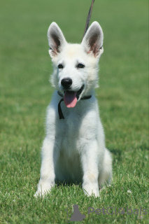 Photo №2 de l'annonce № 111312 de la vente berger blanc suisse - acheter à Serbie éleveur