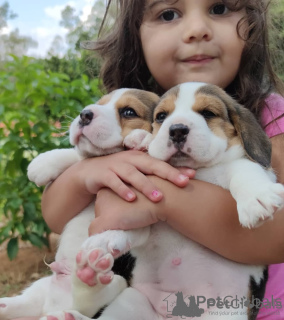 Photo №3. Chiots Beagle disponibles. Suisse