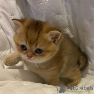 Photo №4. Je vais vendre  en ville de Ville de Campbell.  - prix - négocié