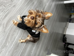 Photo №1. yorkshire terrier - à vendre en ville de Cracovie | 478€ | Annonce №66103