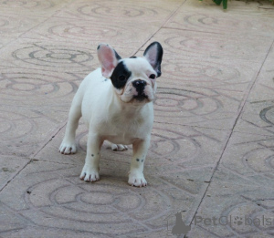 Photo №3. Chiots bouledogue français à couper le souffle . Australie