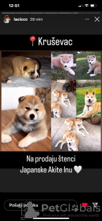 Photo №3. Chiots Akita japonais. Serbie