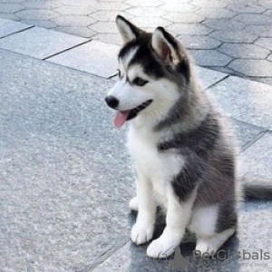 Photo №1. husky de sibérie - à vendre en ville de Paris | Gratuit | Annonce №110683