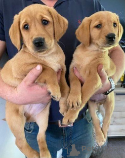 Photo №2 de l'annonce № 30322 de la vente  - acheter à Allemagne annonce privée