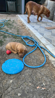 Photo №2 de l'annonce № 114130 de la vente dogue de bordeaux - acheter à Serbie éleveur