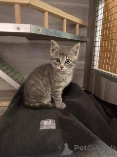 Photo №3. Poil court européen. Suède