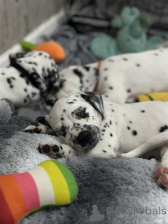Photo №3. Chiots Dalmatiens KC. Allemagne