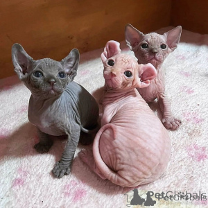 Photo №1. sphynx - à vendre en ville de Aarhus | négocié | Annonce № 174668