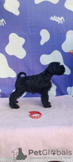 Photo №3. Chiots Schnauzer nain. Serbie