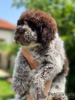 Photos supplémentaires: Chiots Lagotto Romagnolo