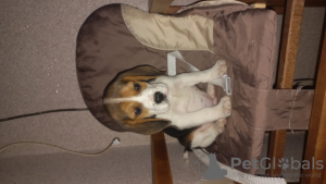 Photo №4. Je vais vendre beagle en ville de Treviso. éleveur - prix - 300€