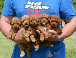 Photo №1. caniche (jouet) - à vendre en ville de Ljubljana | négocié | Annonce №117593