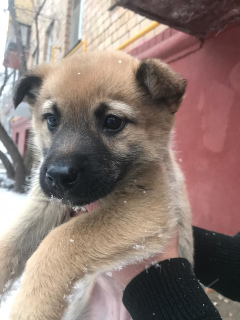 Photo №3. Des chiots en cadeau. Faites un miracle de Noël. Fédération de Russie