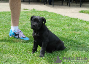 Photos supplémentaires: Chiots Boerboel Mastiff sud-africains