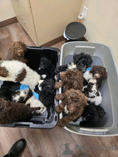 Photo №1. labradoodle - à vendre en ville de Berlin | 1000€ | Annonce №139076