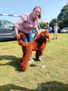 Photo №4. Je vais vendre caniche royale en ville de Municipality of Zitiste.  - prix - 2000€