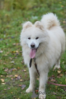 Photo №2 de l'annonce № 93058 de la vente chien bâtard - acheter à Fédération de Russie annonce privée