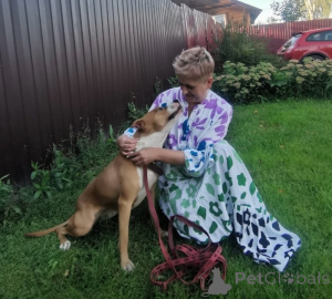 Photo №2 de l'annonce № 147683 de la vente chien bâtard - acheter à Fédération de Russie annonce privée