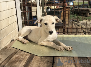 Photo №3. Chiot blanc. Fédération de Russie