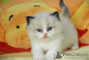 Photo №1. ragdoll - à vendre en ville de Munich | négocié | Annonce № 109235