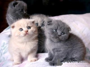 Photo №1. scottish fold - à vendre en ville de Moscou | Gratuit | Annonce № 155212