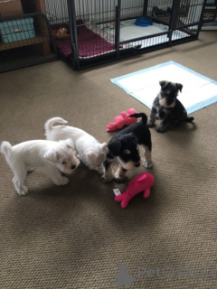 Photo №1. schnauzer miniature - à vendre en ville de Berlin | négocié | Annonce №175168