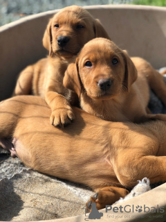 Photo №1. labrador retriever - à vendre en ville de Sacramento | 568€ | Annonce №37542