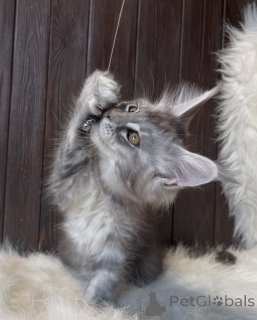 Photo №2 de l'annonce № 155325 de la vente maine coon - acheter à Islande annonce privée