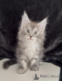 Photo №1. maine coon - à vendre en ville de Emden | 350€ | Annonce № 177973