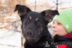 Photo №1. chien bâtard - à vendre en ville de Москва | Gratuit | Annonce №31060