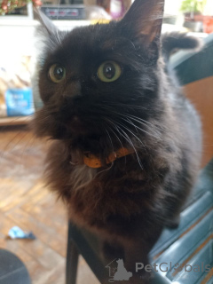 Photo №1. bombay - à vendre en ville de Tbilissi | 126€ | Annonce № 166408