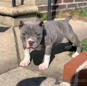 Photo №1. american pit bull terrier - à vendre en ville de Berlin | 300€ | Annonce №137231
