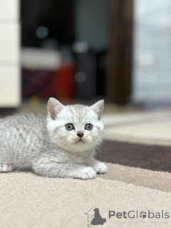 Photo №1. scottish straight - à vendre en ville de Minsk | 156€ | Annonce № 163066