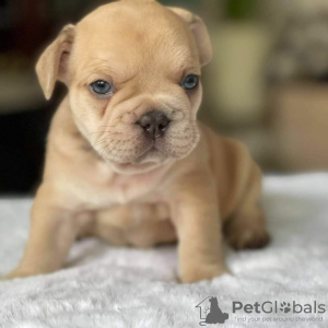 Photo №1. bouledogue - à vendre en ville de Southampton | 360€ | Annonce №125623