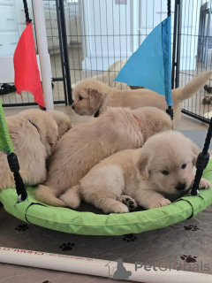 Photo №3. Entzückende Golden-Retriever-Welpen suchen ein liebevolles Zuhause!. Allemagne