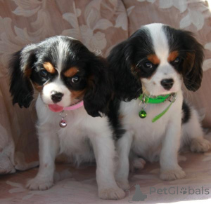 Photo №1. cavalier king charles spaniel - à vendre en ville de Berlin | négocié | Annonce №136800