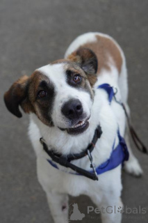 Photo №2 de l'annonce № 159177 de la vente chien bâtard - acheter à Fédération de Russie de l'abri