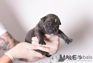 Photo №2 de l'annonce № 108430 de la vente american bully - acheter à Serbie éleveur