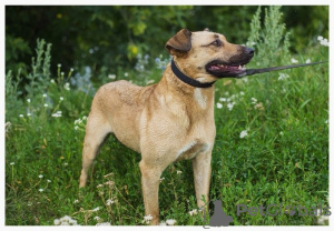 Photos supplémentaires: Un chien avec de beaux yeux cherche le meilleur propriétaire.