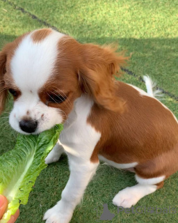 Photo №1. cavalier king charles spaniel - à vendre en ville de Dronninglund | 900€ | Annonce №167481
