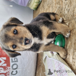 Photo №1. berger allemand - à vendre en ville de Minsk | 16€ | Annonce №145291