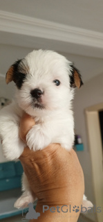 Photo №3. Bivers Princesse. Turquie