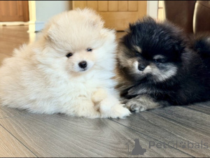 Photo №1. spitz nain - à vendre en ville de Fiscari | négocié | Annonce №169163