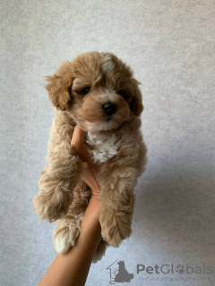 Photo №4. Je vais vendre maltipu en ville de Kiev. annonce privée - prix - 1300€