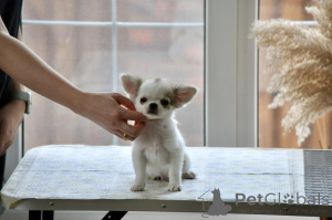 Photo №3. Chihuahua mâle SOAT. Fédération de Russie