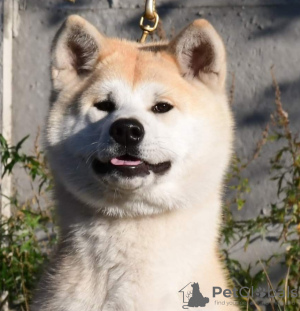Photo №4. Je vais vendre akita (chien) en ville de Cherkassky Bishkin. de la fourrière, éleveur - prix - négocié