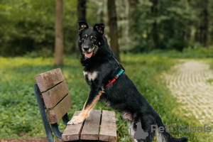 Photo №2 de l'annonce № 124215 de la vente chien bâtard - acheter à Fédération de Russie de l'abri