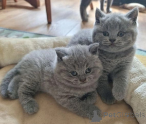 Photo №1. british shorthair - à vendre en ville de Rovaniemi | négocié | Annonce № 168323