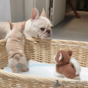 Photo №2 de l'annonce № 36204 de la vente bouledogue - acheter à USA annonce privée