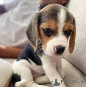 Photo №1. beagle - à vendre en ville de Lisbonne | 700€ | Annonce №165949